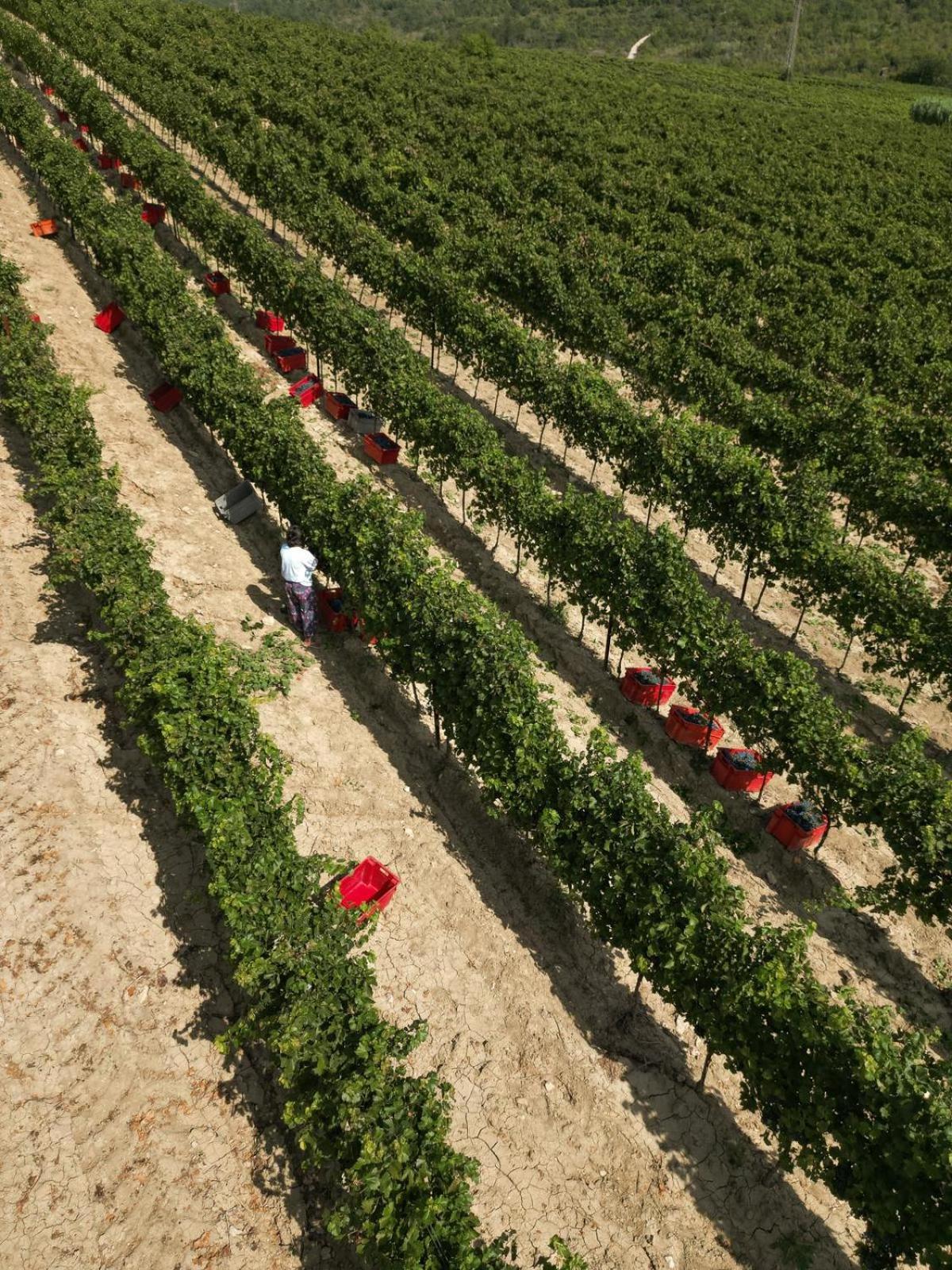Wine Residence Cattunar บระทอนิกลา ภายนอก รูปภาพ